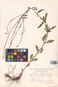 MHA 0 153 983, Verbena officinalis L., Eastern Europe, West Ukrainian region (E13) (Ukraine)