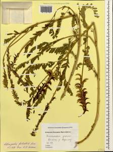 Astragalus falcatus Lam., Caucasus, Stavropol Krai, Karachay-Cherkessia & Kabardino-Balkaria (K1b) (Russia)