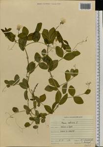 Lathyrus oleraceus Lam., Eastern Europe, Middle Volga region (E8) (Russia)