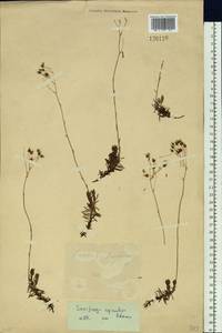 Saxifraga bronchialis subsp. bronchialis, Siberia, Baikal & Transbaikal region (S4) (Russia)