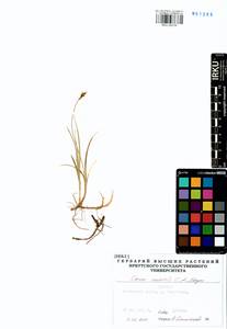 Carex enervis C.A.Mey., Siberia, Baikal & Transbaikal region (S4) (Russia)