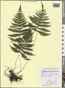 Phegopteris connectilis (Michx.) Watt, Caucasus, Black Sea Shore (from Novorossiysk to Adler) (K3) (Russia)