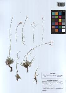 Gypsophila patrinii Ser., Siberia, Altai & Sayany Mountains (S2) (Russia)