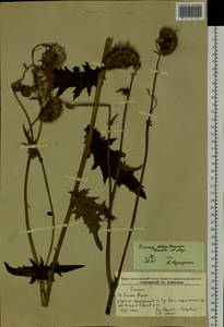 Cirsium schantarense Trautv. & C. A. Mey., Siberia, Russian Far East (S6) (Russia)