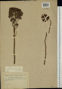 Hylotelephium telephium (L.) H. Ohba, Eastern Europe, Middle Volga region (E8) (Russia)