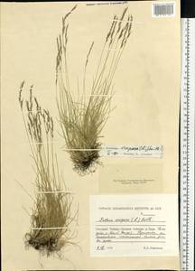 Festuca vivipara (L.) Sm., Siberia, Central Siberia (S3) (Russia)