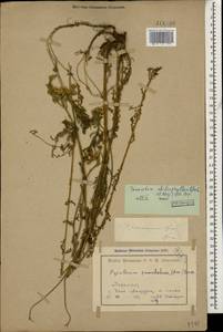 Tanacetum aureum (Lam.) Greuter, M. V. Agab. & Wagenitz, Caucasus, Armenia (K5) (Armenia)