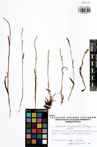 Bistorta vivipara (L.) Delarbre, Siberia, Baikal & Transbaikal region (S4) (Russia)