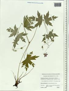 Geranium wlassovianum Fisch. ex Link, Siberia, Russian Far East (S6) (Russia)