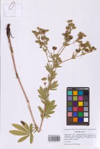 Potentilla recta L., Eastern Europe, Moscow region (E4a) (Russia)