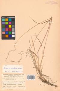 Elymus sibiricus L., Siberia, Chukotka & Kamchatka (S7) (Russia)