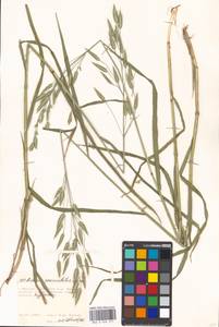 Bromus commutatus Schrad., Eastern Europe, Moscow region (E4a) (Russia)