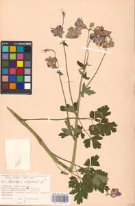 Aquilegia vulgaris L., Eastern Europe, Moscow region (E4a) (Russia)