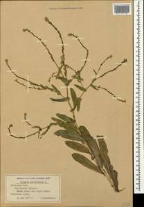 Myagrum perfoliatum L., Crimea (KRYM) (Russia)