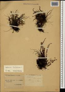 Asplenium trichomanes L., Caucasus, Stavropol Krai, Karachay-Cherkessia & Kabardino-Balkaria (K1b) (Russia)