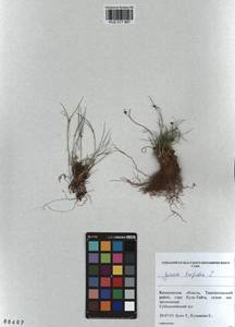 Oreojuncus trifidus (L.) Záv. Drábk. & Kirschner, Siberia, Altai & Sayany Mountains (S2) (Russia)