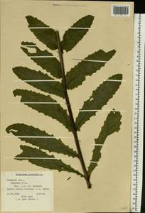Verbascum blattaria L., Eastern Europe, North-Western region (E2) (Russia)