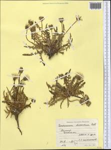 Taraxacum dissectum (Ledeb.) Ledeb., Middle Asia, Pamir & Pamiro-Alai (M2) (Tajikistan)
