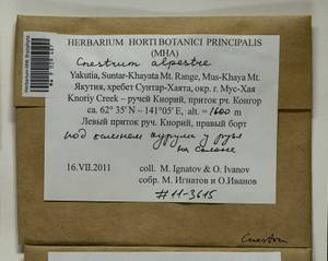 Cnestrum alpestre (Wahlenb.) Nyholm, Bryophytes, Bryophytes - Yakutia (B19) (Russia)