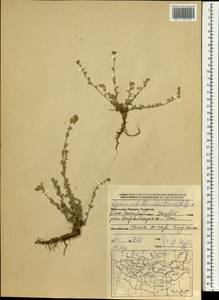 Ajania achilleoides (Turcz.) Poljakov ex Grubov, Mongolia (MONG) (Mongolia)