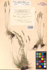Festuca valesiaca Schleich. ex Gaudin, Eastern Europe, Central forest-and-steppe region (E6) (Russia)