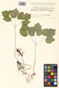 Thalictrum filamentosum Maxim., Siberia, Russian Far East (S6) (Russia)