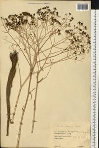 Ferula caspica M.Bieb., Eastern Europe, Lower Volga region (E9) (Russia)