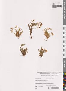 Cherleria arctica (Steven ex Ser.) A.J.Moore & Dillenb., Siberia, Chukotka & Kamchatka (S7) (Russia)