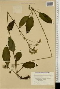 Hieracium murorum subsp. exotericum (Jord. ex Boreau) Sudre, Caucasus, Black Sea Shore (from Novorossiysk to Adler) (K3) (Russia)
