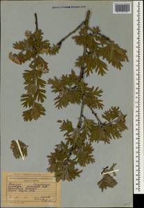 Crataegus orientalis Pall. ex M. Bieb., Crimea (KRYM) (Russia)
