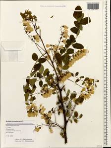 Robinia pseudoacacia L., Caucasus, Black Sea Shore (from Novorossiysk to Adler) (K3) (Russia)