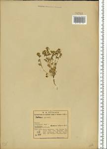 Cochlearia officinalis L., Eastern Europe, Northern region (E1) (Russia)