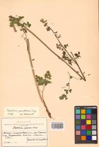 Thalictrum sparsiflorum Turcz. ex Fisch. & C. A. Mey., Siberia, Russian Far East (S6) (Russia)