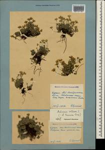 Androsace villosa L., Crimea (KRYM) (Russia)