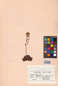 Saxifraga paniculata subsp. paniculata, Eastern Europe, West Ukrainian region (E13) (Ukraine)