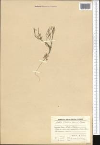 Crucihimalaya tibetica (Hook. fil. & Thomson) Al-Shehbaz, D. A. German & M. Koch, Middle Asia, Pamir & Pamiro-Alai (M2) (Tajikistan)