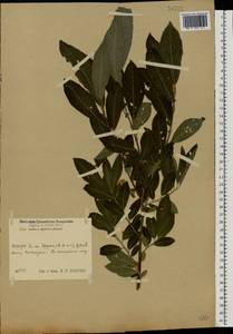 Salix caprea × cinerea, Eastern Europe, Moscow region (E4a) (Russia)
