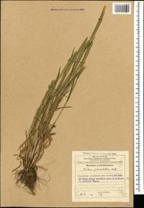 Phleum paniculatum Huds., Caucasus, Azerbaijan (K6) (Azerbaijan)