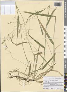 Poa remota Forselles, Eastern Europe, Northern region (E1) (Russia)