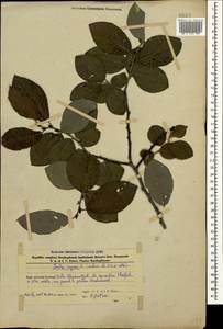 Salix caprea L., Caucasus, Azerbaijan (K6) (Azerbaijan)