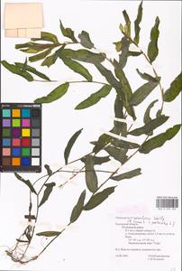 Potamogeton salicifolius Wolfg., Eastern Europe, Central region (E4) (Russia)