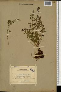 Cystopteris fragilis (L.) Bernh., Caucasus, Armenia (K5) (Armenia)