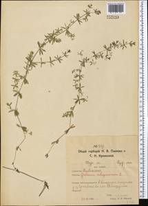 Galium uliginosum L., Middle Asia, Northern & Central Kazakhstan (M10) (Kazakhstan)