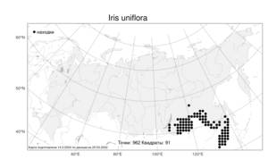 Iris uniflora Pall. ex Link, Atlas of the Russian Flora (FLORUS) (Russia)