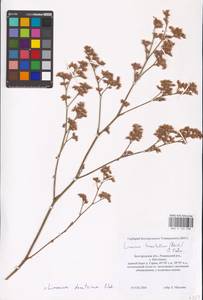 Limonium tomentellum (Boiss.) Kuntze, Eastern Europe, Central forest-and-steppe region (E6) (Russia)