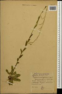 Arabis sagittata (Bertol.) DC., Caucasus, Stavropol Krai, Karachay-Cherkessia & Kabardino-Balkaria (K1b) (Russia)