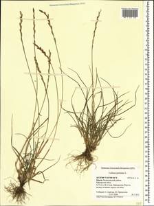 Lolium perenne L., Crimea (KRYM) (Russia)