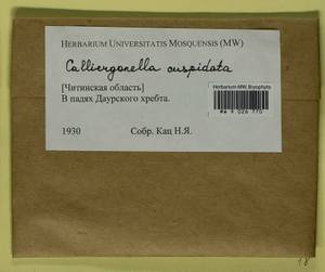 Calliergonella cuspidata (Hedw.) Loeske, Bryophytes, Bryophytes - Baikal & Transbaikal regions (B18) (Russia)