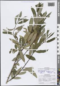 Salix triandra L., Eastern Europe, Middle Volga region (E8) (Russia)