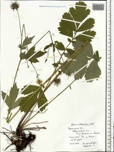 Geum × intermedium Ehrh., Eastern Europe, Central forest-and-steppe region (E6) (Russia)